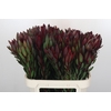 Leucadendron Saf Sunset Dark R.