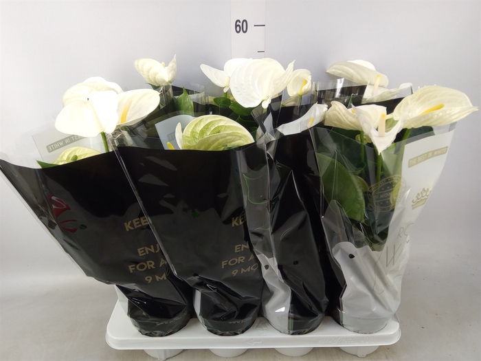 <h4>Anthurium andr. 'Alpine'</h4>