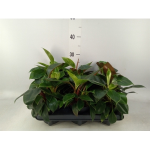 Philodendron   ...