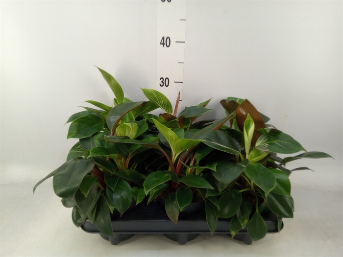 <h4>Philodendron   ...</h4>