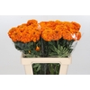 Tagetes Marigold Promise Orange