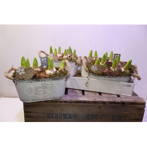 arr8 Arr Hyacinth In Zinken Bak Ovaal