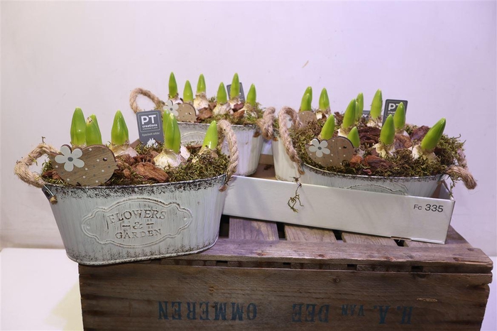 <h4>arr8 Arr Hyacinth In Zinken Bak Ovaal</h4>