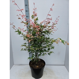 Acer palmatum