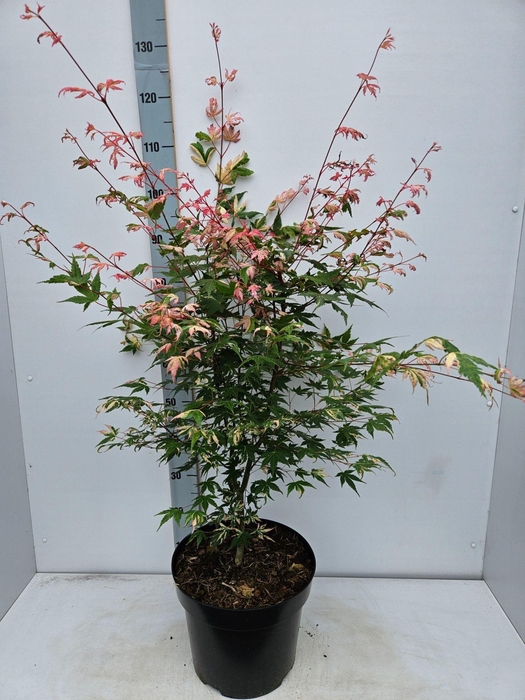 <h4>Acer palmatum</h4>