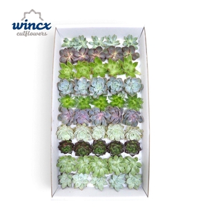 Echeveria Mix (wincx) Cutfl (10spc.)