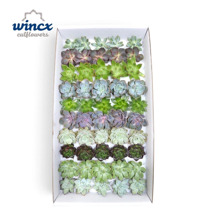 <h4>Echeveria Mix (wincx) Cutfl (10spc.)</h4>