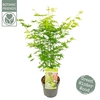 Acer palm. 'Going Green'®