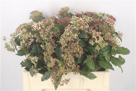 <h4>Viburnum Tinus Bos</h4>