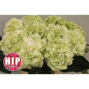 Hydr M Schneeball Lime Cl 60cm