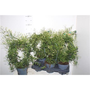 Jasm Polyanthum Wit 300+