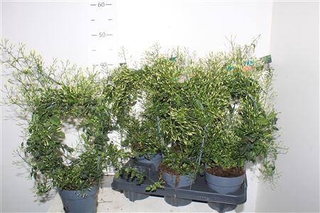 <h4>Jasm Polyanthum Wit 300+</h4>