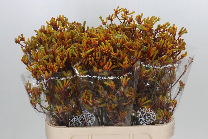 <h4>Anigozanthos Gold Fever</h4>