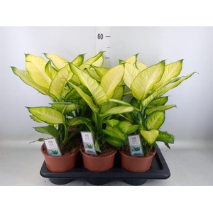 Dieffenbachia  'Summer Style'