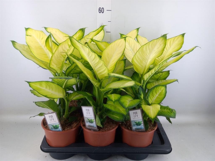 <h4>Dieffenbachia  'Summer Style'</h4>