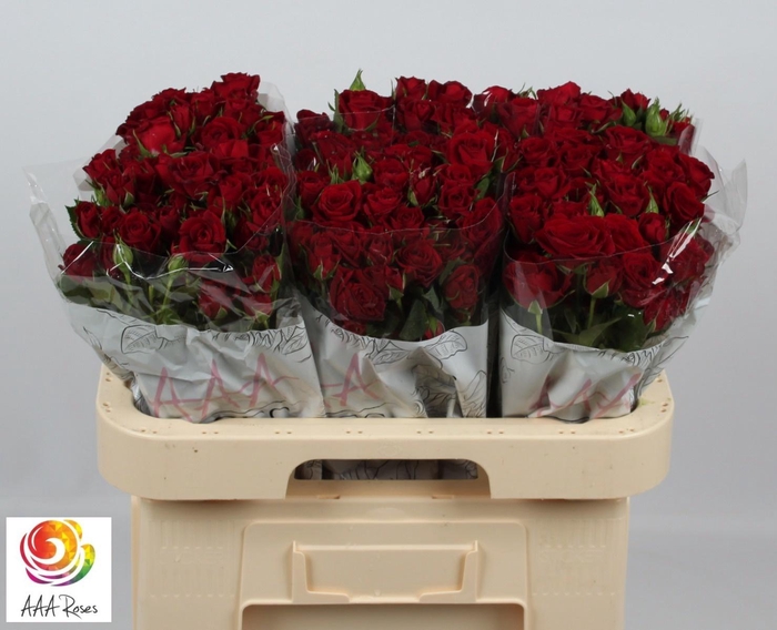 <h4>R TR PUSHKIN</h4>