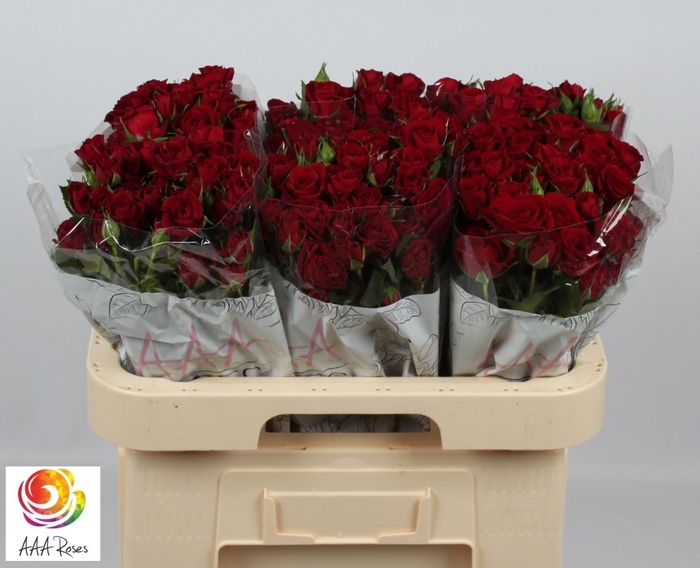 <h4>R TR PUSHKIN</h4>