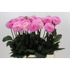 Dahlia Wizard of Oz