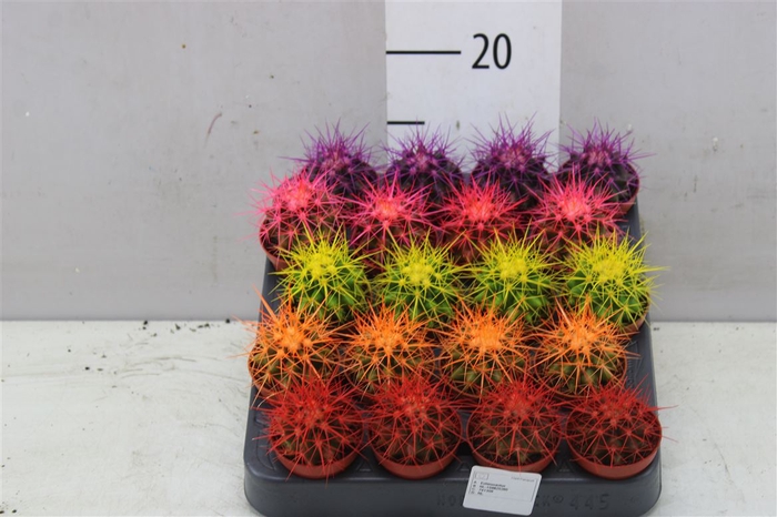 <h4>Echinocactus Rainbow Mix</h4>