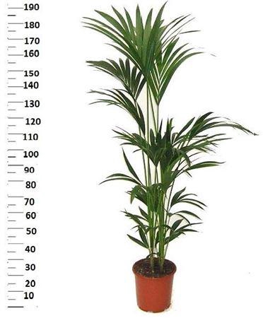 <h4>Howea Forsteriana 5 Stekken</h4>