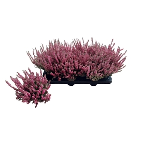 CALLU BL MIXK