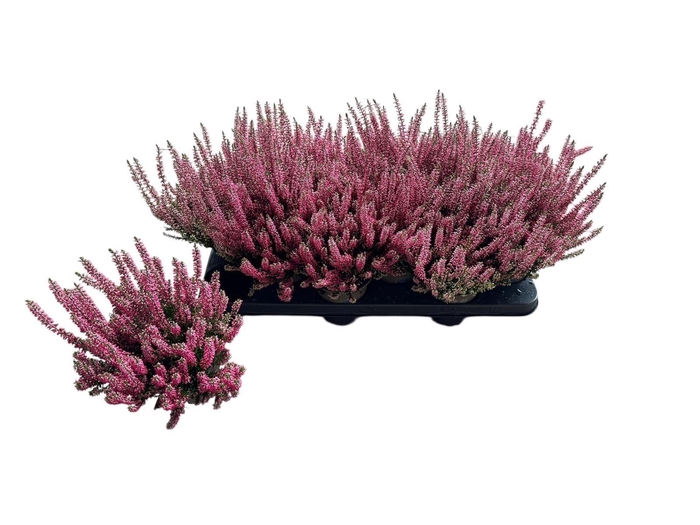 <h4>CALLU BL MIXK</h4>