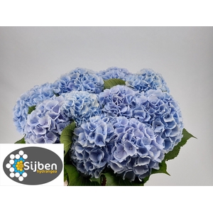 HYDR M CH VERENA BL