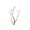 Syringa Branch Extra Maslanka