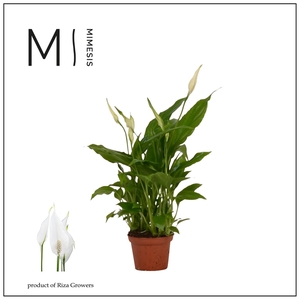 Mimesis Spathiphyllum Chopin - 6.5cm