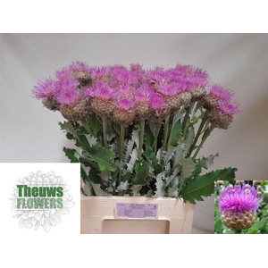 Centaurea Pulchra Major Lavender