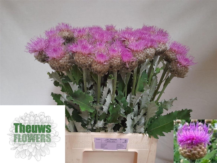 <h4>Centaurea Pulchra Major Lavender</h4>