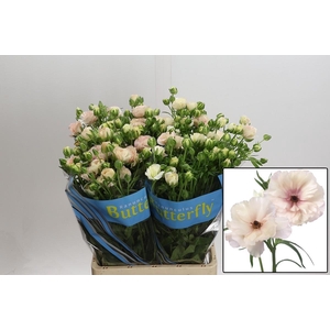 RAN BUTTERFL ARIADNE