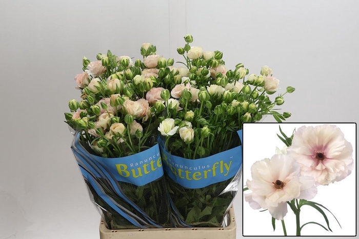 <h4>RAN BUTTERFL ARIADNE</h4>