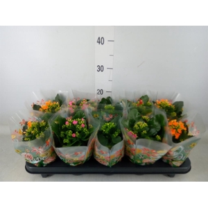 Kalanchoe blos.   ..mix 5