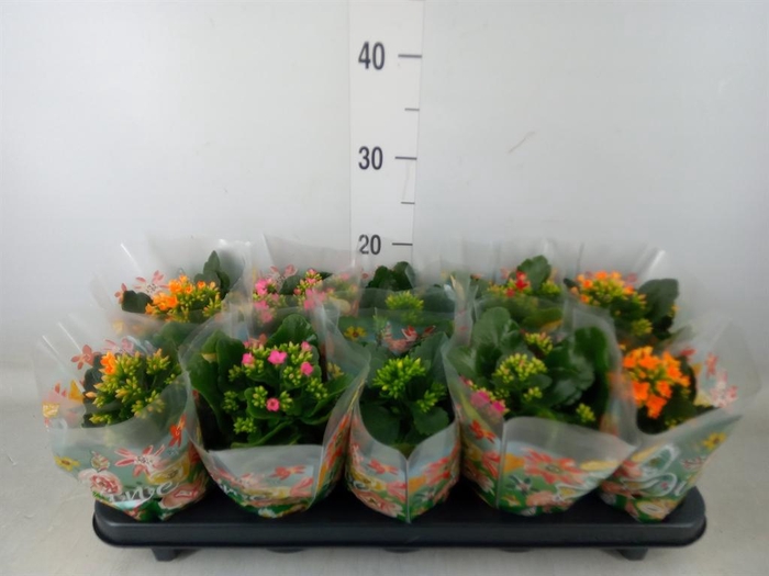 <h4>Kalanchoe blos.   ..mix 5</h4>