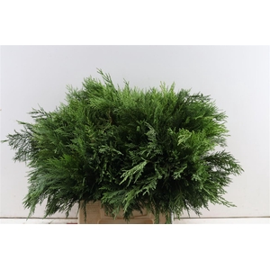 Conifeer Groen 45 Cm Per Tak
