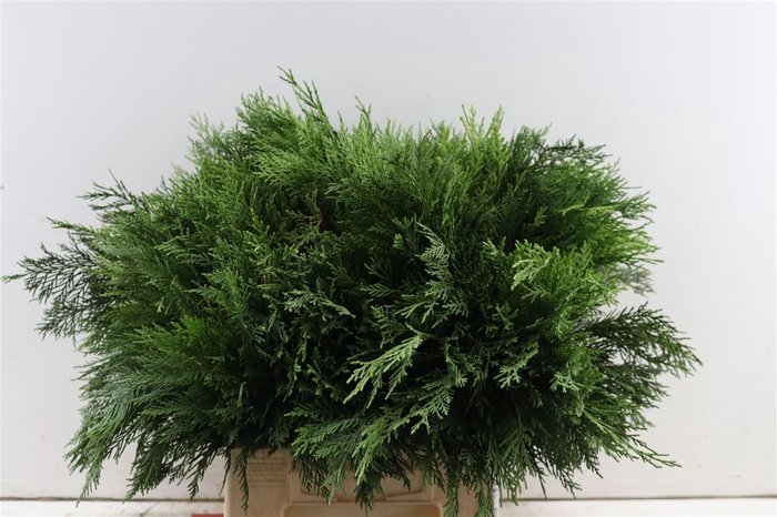 <h4>Conifeer Groen 45 Cm Per Tak</h4>