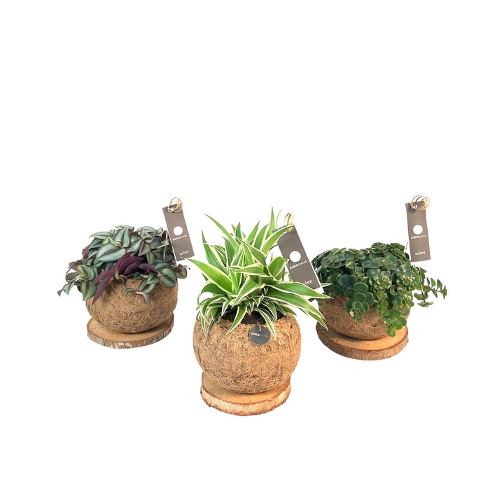 <h4>Kokodama 15 cm Trunk Green Smit Collection</h4>