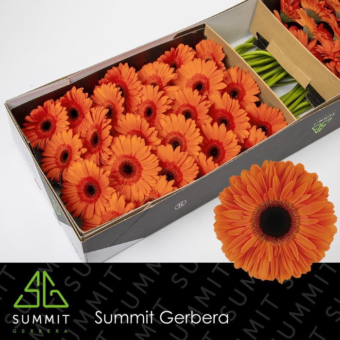 <h4>Gerbera Dutch Pride</h4>