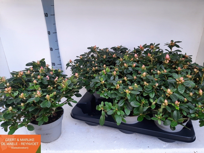 <h4>RHODO SI THESLA</h4>