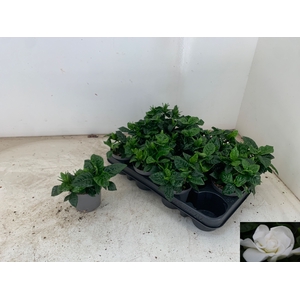 GARDENIA JASMINOIDES