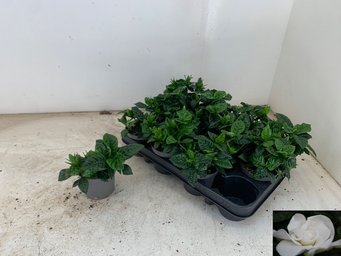 <h4>GARDENIA JASMINOIDES</h4>