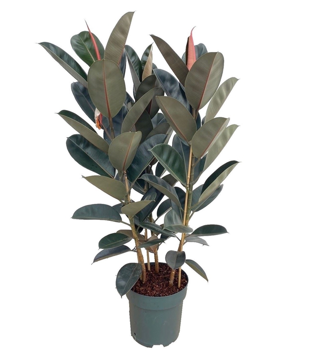 <h4>Ficus elastica 'Abidjan'</h4>