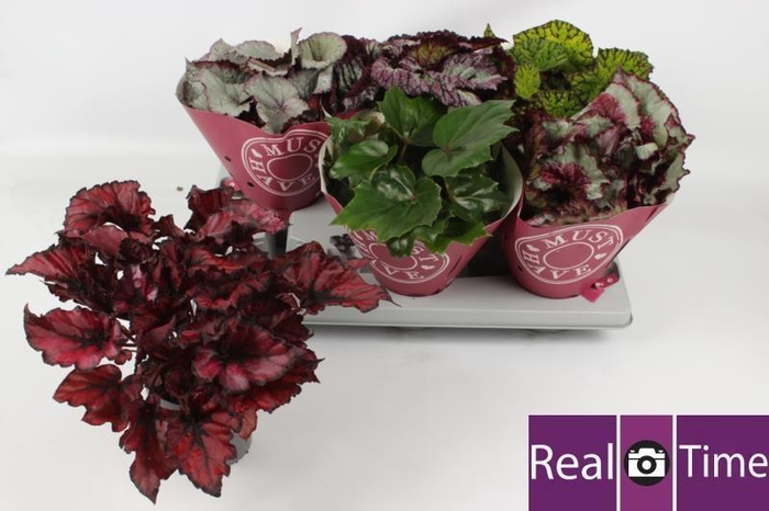 <h4>BEG BEL GEM</h4>