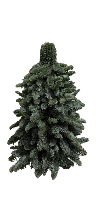 <h4>ABIES NOBILIS BLAUW</h4>