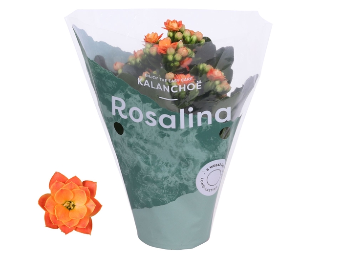 <h4>Kalanchoe blossfeldiana Rosalina Do</h4>