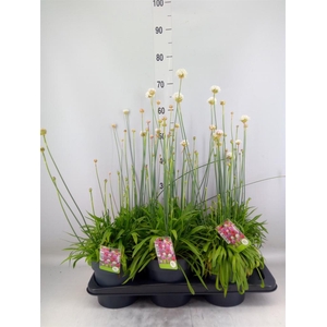 Armeria pseud. 'Ball White'