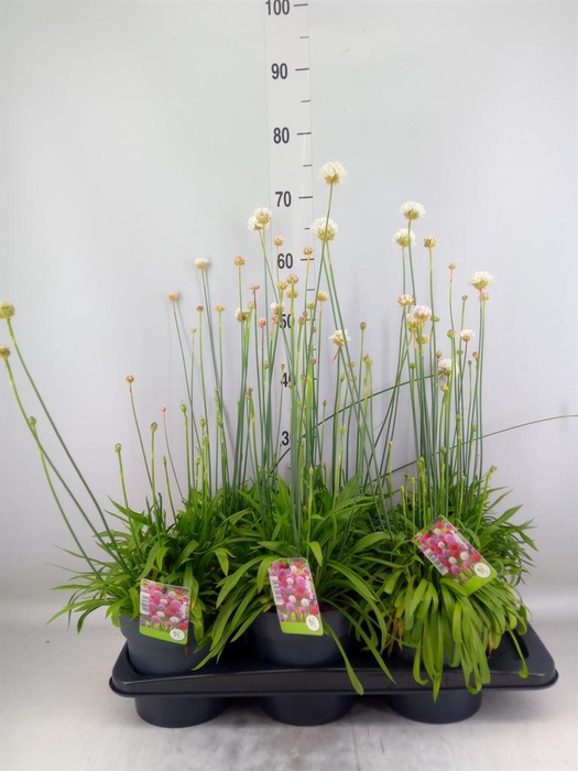 <h4>Armeria pseud. 'Ball White'</h4>