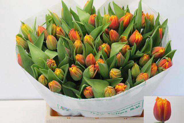 <h4>TU DU ATLAS</h4>