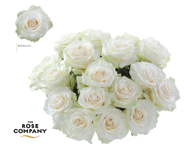 <h4>Rosa Ec Mondial</h4>